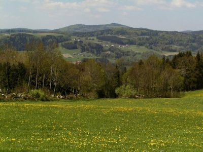 Buchenmischwälder mit nur geringen Anteilen an Fichtenforsten in der Umgebung von Hinterschiffl westlich von Julbach zur bayrischen Grenze hin