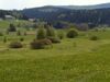Durch Baum-und Strauchweiden schön strukturiertes Feuchtgebiet des Naturschutzgebietes Panidorfer Wiesen am Pelternbach 