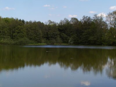 Der Glashüttenteich bei Aigen als Beispiel eines künstlichen Stillgewässers mit sehr naturnahen Uferstrukturen 