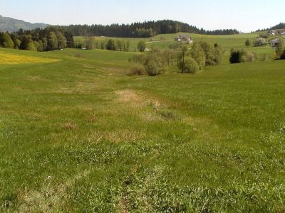 Rest einer usrprünglichen Mühlviertler Wiesenlandschaft mit Quellbach, kleinräumigen Reliefierungen und damit einhergehender Abfolge unterschiedlicher Wiesentypen bei Haiden nördlich St.Johann am Wimberg. 