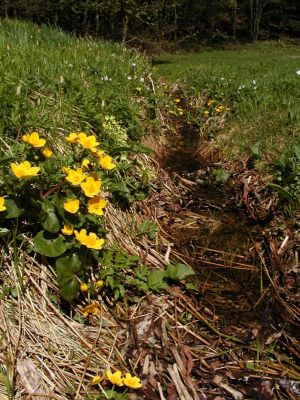 kleiner Wiesenquellbach an der Südseite des Ameisberges 