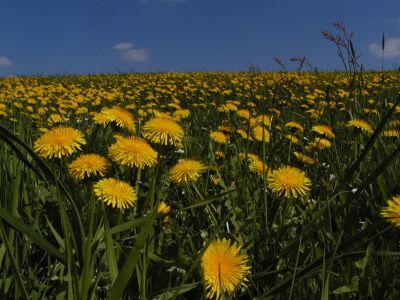 mehrschürige, intensiv gedüngte Nutzwiese mit reichlich Löwenzahn 