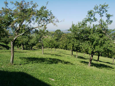 Obstbaumwiese im Westteil des AKF auf einem sanften Rücken (Blick Richtung Norden) 