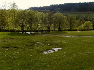 Überschwemmungswiese an der großen Mühl ber Furthmühle nördlich Haslach 