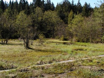 Brunnwaldmoor bei Bad Leonfelden mit schönen Populationen der Drachenwurz am Rande der Torfstiche 