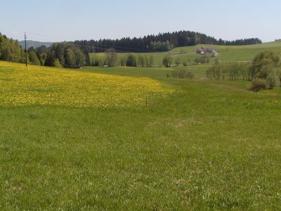 gut sichtbare Parzellengrenze zwischen gedüngter und ungedüngter Wiese bei Haiden nördlich St. Johann am Wimberg 