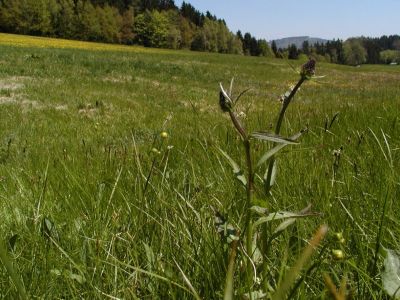 Magerwiese mit Dunkler Teufelskralle bei Haiden nördlich St. Johann am Wimberg 