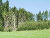 Aufforstungsfläche am Rand des Grünlandes, die oftmals das halboffene Land der Raumeinheit verkleinern, hier typisch an einem Hang (zwischen Kirchham und Viechtwang im Westteil des AKF)