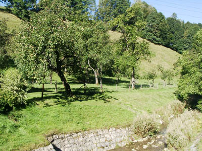 Typische Obstbaumwiese im Westteil des AKF, im Vordergrund die Laudach 