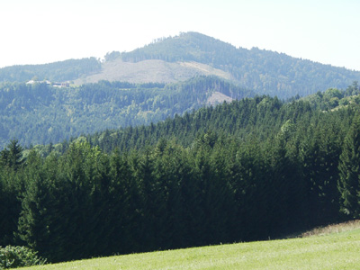 Wirtschaftswald, der vorwiegend aus nicht standortgerechtem Fichtenwald besteht (zwischen Kirchham und Viechtwang im Westteil des AKF) 