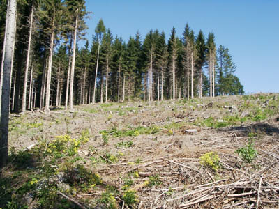 Kahlschläge unterschiedlicher Größe in den nadeldominierten Großwäldern als typische Habitatparameter der Raumeinheit (zwischen Kirchham und Viechtwang im Westteil des AKF) 