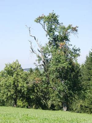 Alter Obstbaumbestand mit Totholzanteil, wichtiges Habitat für viele teilweise seltene Tierarten (zwischen Kirchham und Viechtwang im Westteil des AKF) 