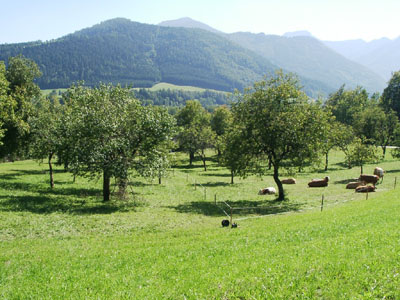 Beweidete Obstbaumwiese mit raumtypischen Landschaftsformen: Großwald mit Grünlandinseln im Bildhintergrund (Hänge nördlich von Viechtwang im Mittelteil des AKF) 