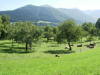 Beweidete Obstbaumwiese mit raumtypischen Landschaftsformen: Großwald mit Grünlandinseln im Bildhintergrund (Hänge nördlich von Viechtwang im Mittelteil des AKF) 