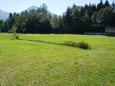 Feuchter Graben mit Schilf als ökologisch hochwertiger Habitatparameter in Talschaften (Westteil des AKF zwischen Scharnstein und St. Konrad) 