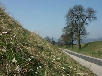 Wegböschungen mit verbrachter Extensivwiese und Mostobstzeile am Pfenningberg; zwei gebietstypische Landschaftselemente.