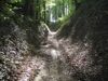 Löss-Hohlweg mit hallenartigem Buchenbestand in Dornach bei Grein. 