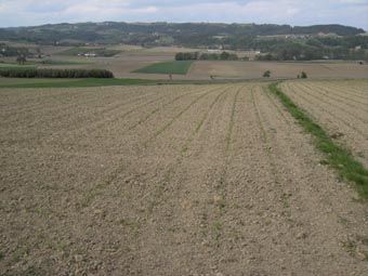 Intensiv-Agrarlandschaft (und Kiebitzlebensraum) westlich von Eferding; auch der Fuß der Hangzone im Hintergrund gehört zur Raumeinheit.