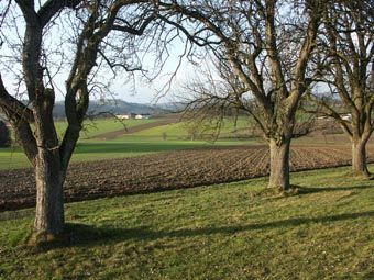 Markante Obstbäume und Agrarlandschaft im Klamer Becken. 