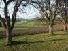 Markante Obstbäume und Agrarlandschaft im Klamer Becken. 