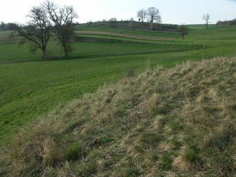 Kleine ausgeprägte Stufenrainflur: die ehemaligen Böschungs-Halbtrockenrasen sind verbuscht oder eutrophiert; auch hervorn verbrachter Halbtrockenrasenrest. 