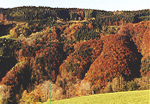 Waldgebiet mit Buchen- und Fichtenwäldern