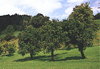 Obstbaumwiese bei Steinbach a.A.