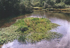 Nadasdy-Klause mit Weiher und Verlandungsvegetation 