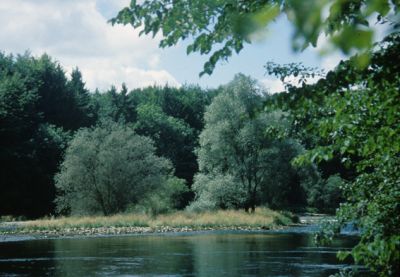 Schotterinsel mit Weiden und Rohrglanzgras in der Untereinheit Engtal