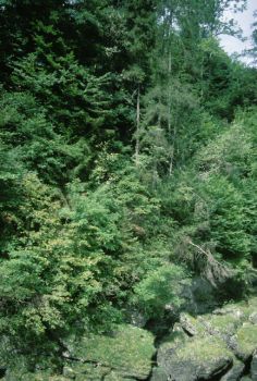 Steiler, zur Traun abfallender Hangwald