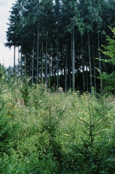 Reiner Fichtenwald mit junger, laubholzreicherer Aufforstung im Vordergrund