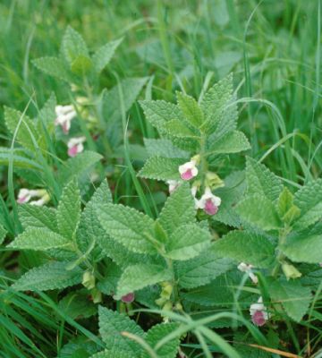 Immenblatt (Melittis melissophyllum) an einem wärmegetönten Waldrand 