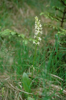 Weiße Waldhyazinthe (Platanthera bifolia)