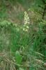 Weiße Waldhyazinthe (Platanthera bifolia)