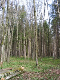 Fichtenreicher Auwald im Bereich Laudach-Spitz