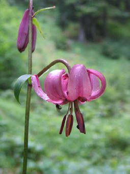 Tükenbund-Lilie in einem Auwald in Scharnstein