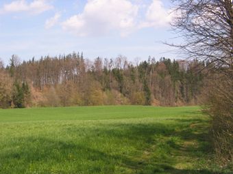 Bewaldete Hangkante der Laudach am Übergang zum angrenzenden Traun-Enns-Riedelland 