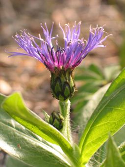 Berg-Flockenblume im Auwald in Bad Wimsbach-Neydharting 