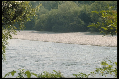 Schotterbänke und Weidengebüsche an der Traun 