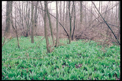 Naturschutzgebiet Traunauen bei St.Martin