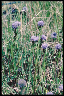 Hochstengel-Kugelblume 