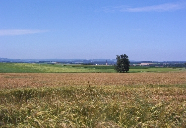Intensive Agraglandschaft des Moränenhügellandes, Blick nach Norden Richtung Gampern 