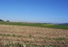 Intensive Agraglandschaft des Moränenhügellandes, Berg im Attergau 