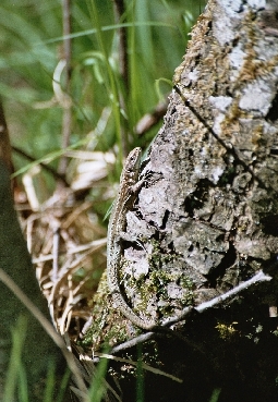 Bergeidechse im Kreuzbauern Moor