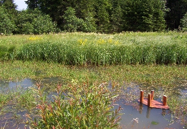 Feuchtlandschaftskomplex am Dienstberger Bach 