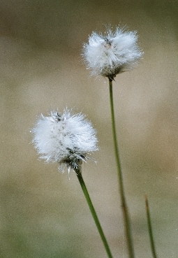 Wollgras / Gerlhamer Moor 