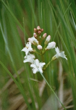 Fieberklee / Gerlhamer Moor 