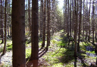 Entwässerungsgräben und Fichtenmonokulturen im Kreuzbauern Moor 