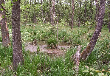 Erlenbruchwald bei Phillipsberg 