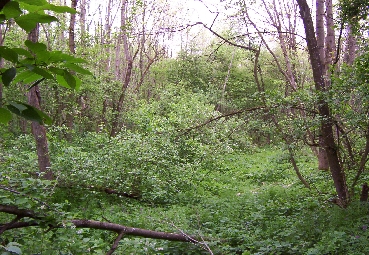 Eschenauwald bei Schwanenstadt 